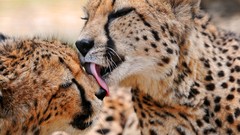 Animals licking cheetahs baby