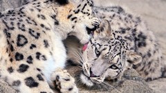 Animals licking snow leopards