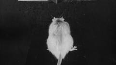 Animals Life magazine grayscale