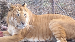Animals liger