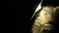 Animals light cats