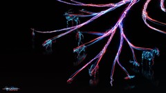 Animals light cats Birds deer fractal human zebras