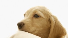 Animals light Dogs white background labrador retriever