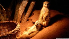 Animals light meerkats