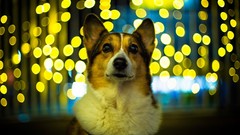Animals lights Dogs bokeh