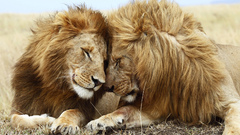 Animals lion big cats nature Mammals