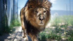 Animals lion blurred big cats Mammals