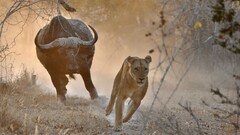 Animals lion hunter buffalo nature dust wildlife horns brown