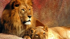 Animals Lions