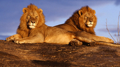 Animals Lions