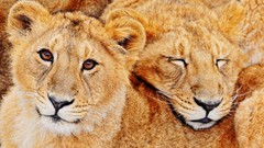 Animals Lions