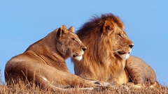 Animals Lions