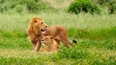 Animals Lions
