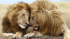 Animals Lions