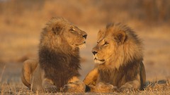 Animals Lions
