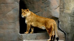Animals Lions