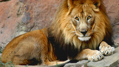 Animals Lions