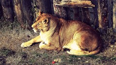 Animals Lions