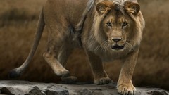 Animals Lions