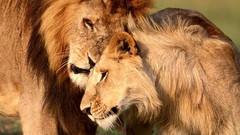 Animals Lions
