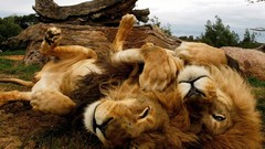 Animals Lions