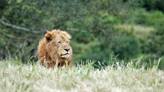 Animals Lions