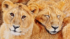 Animals Lions