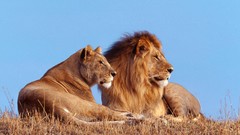 Animals Lions