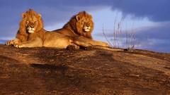 Animals Lions