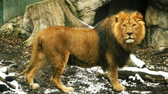 Animals Lions