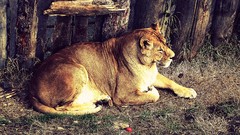 Animals Lions