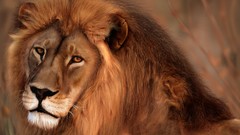 Animals Lions