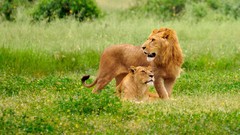 Animals Lions