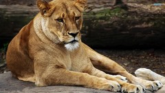 Animals Lions