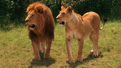 Animals Lions