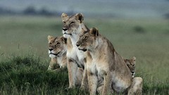 Animals Lions