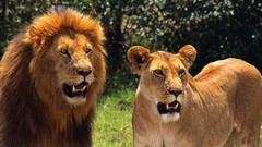 Animals Lions
