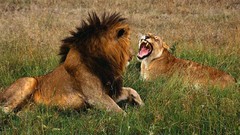 Animals Lions