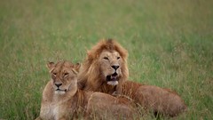 Animals Lions