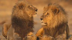 Animals Lions