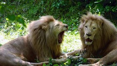 Animals Lions