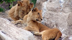 Animals Lions