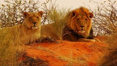Animals Lions