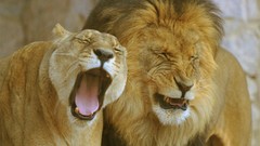 Animals Lions