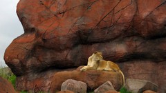 Animals Lions