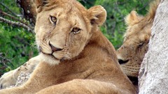 Animals Lions
