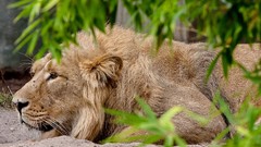 Animals Lions