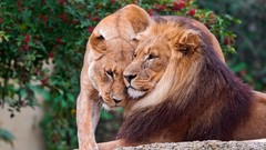 Animals Lions