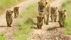 Animals Lions