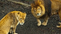 Animals Lions